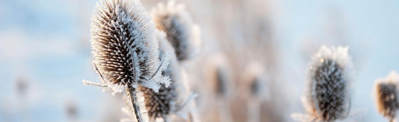 Code rood. Maar dat geldt niet voor de dood…