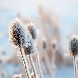 Code rood. Maar dat geldt niet voor de dood…